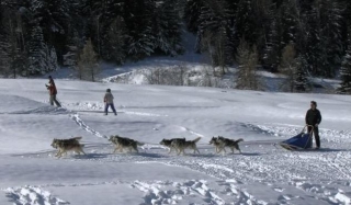  Sleddog a Sestriere